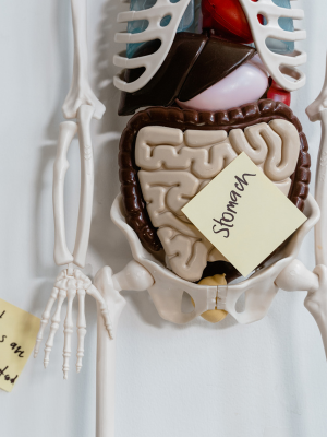 Mieux comprendre et apaiser les troubles digestifs